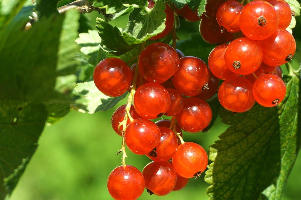 redcurrant, berries, fruit-7377146.jpg